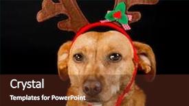  Presentation with black cross - Colorful slides enhanced with reindeerdog - happy cross breed christmas dog backdrop and a tawny brown colored foreground