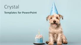  Presentation with cake dog - Presentation enhanced with happy-cute-scruffy-dog-celebrating background and a sky blue colored foreground