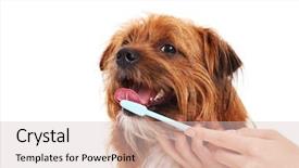  Presentation with teeth - PPT theme featuring happy dog having his teeth background and a soft green colored foreground