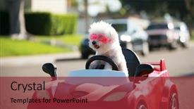  Presentation with super hero dog red - Colorful PPT theme enhanced with happy dog in car bichon backdrop and a tawny brown colored foreground