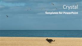  Presentation with running - Slides consisting of happy-dog-running-and-joyfully background and a teal colored foreground