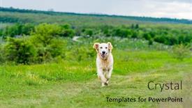  Presentation with green nature - Amazing presentation theme having happy-dog-running-on-juicy backdrop and a yellow colored foreground