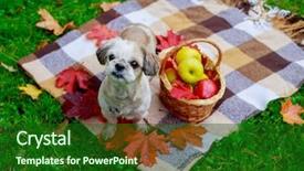  Presentation with dog park - PPT theme enhanced with happy dog with a basket background and a forest green colored foreground