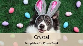  Presentation with bunny - Presentation theme consisting of happy dog with bunny ears background and a lemonade colored foreground