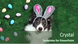  Presentation with radiology dog - Beautiful presentation theme featuring happy dog with bunny ears backdrop and a ocean colored foreground