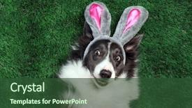  Presentation with bunny - PPT layouts having happy dog with bunny ears background and a tawny brown colored foreground