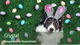  Presentation with dog cruelty - Slide set having happy dog with bunny ears background and a ocean colored foreground