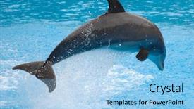  Presentation with dolphin - Cool new presentation with happy dolphin is jumping backdrop and a light blue colored foreground