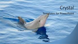  Presentation with dolphin - Cool new slide set with happy dolphin jumping backdrop and a light blue colored foreground
