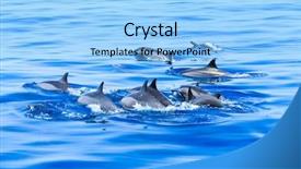  Presentation with water - Audience pleasing slide deck consisting of happy dolphins in the water backdrop and a  colored foreground