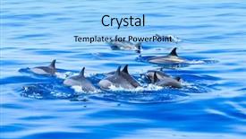  Presentation with sunset water dolphin - Audience pleasing slide set consisting of happy dolphins in the water backdrop and a  colored foreground