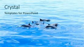  Presentation with sunset water dolphin - PPT theme with happy dolphins in the water background and a  colored foreground