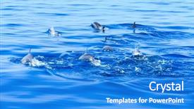  Presentation with dolphin - Presentation theme featuring happy dolphins in the water background and a  colored foreground