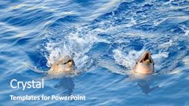  Presentation with water - PPT layouts featuring happy dolphins in the water background and a  colored foreground
