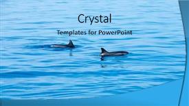  Presentation with sunset water dolphin - Slide deck enhanced with happy dolphins in the water background and a light blue colored foreground