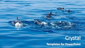  Presentation with dolphin - Colorful PPT theme enhanced with happy dolphins in the water backdrop and a teal colored foreground