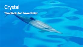  Presentation with water - Beautiful slides featuring happy dolphins in the water backdrop and a gray colored foreground