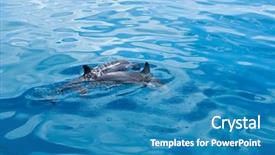  Presentation with dolphin - Slide set enhanced with happy dolphins in the water background and a teal colored foreground