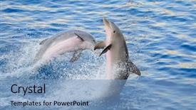  Presentation with dolphin - PPT theme with happy dolphins jumping background and a teal colored foreground
