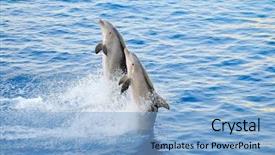  Presentation with dolphin - Theme featuring happy dolphins jumping background and a light blue colored foreground