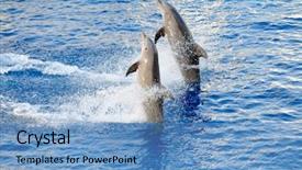  Presentation with dolphin - Audience pleasing presentation theme consisting of happy dolphins jumping backdrop and a  colored foreground