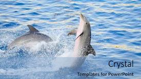  Presentation with dolphin - Presentation featuring happy dolphins jumping background and a light blue colored foreground