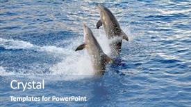  Presentation with water - Beautiful PPT theme featuring happy dolphins jumping backdrop and a teal colored foreground