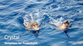  Presentation with dolphin - Audience pleasing slides consisting of happy dolphins jumping backdrop and a teal colored foreground