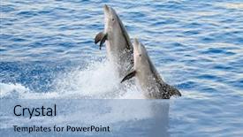  Presentation with dolphin - Theme featuring happy dolphins jumping background and a light blue colored foreground