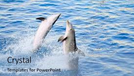 Presentation with sunset water dolphin - Presentation theme enhanced with happy dolphins jumping background and a  colored foreground