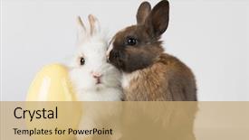  Presentation with happy baby - PPT theme having happy easter baby bunny rabbit background and a  colored foreground