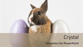  Presentation with happy baby - Amazing PPT theme having happy easter baby bunny rabbit backdrop and a  colored foreground