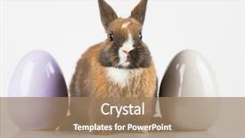  Presentation with happy birthday baby - Colorful theme enhanced with happy easter baby bunny rabbit backdrop and a  colored foreground