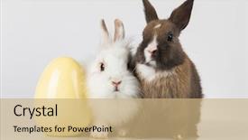  Presentation with easter bunny yellow spring flower - PPT layouts with happy easter baby bunny rabbit background and a coral colored foreground