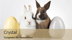  Presentation with happy birthday baby - Colorful slide deck enhanced with happy easter baby bunny rabbit backdrop and a coral colored foreground