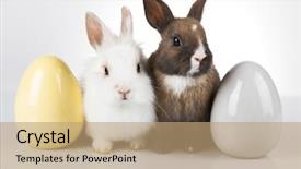  Presentation with happy baby - Slides consisting of happy easter baby bunny rabbit background and a coral colored foreground