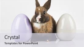  Presentation with happy birthday baby - Colorful slides enhanced with happy easter baby bunny rabbit backdrop and a  colored foreground