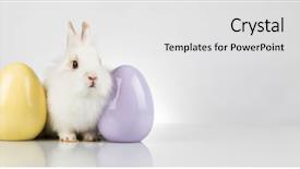  Presentation with easter bunny yellow spring flower - Theme having happy easter baby bunny rabbit background and a white colored foreground