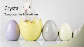  Presentation with easter bunny yellow spring flower - PPT layouts consisting of happy easter baby bunny rabbit background and a white colored foreground