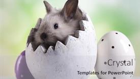  Presentation with happy baby - Audience pleasing presentation theme consisting of happy-easter-baby-bunny backdrop and a light gray colored foreground