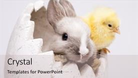  Presentation with bunny - Cool new presentation theme with happy easter chickens in bunny backdrop and a mint green colored foreground