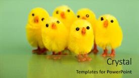  Presentation with yellow green - Beautiful presentation theme featuring happy easter group of funny cute yellow chickens over fresh green background backdrop and a gold colored foreground
