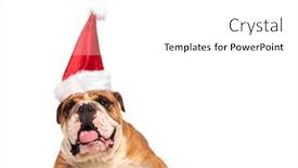  Presentation with english bulldog - Amazing PPT theme having happy english bulldog wearing santa claus hat on white background backdrop and a white colored foreground