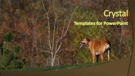  Presentation with dog park - Audience pleasing slide deck consisting of happy excited dog panting up backdrop and a tawny brown colored foreground