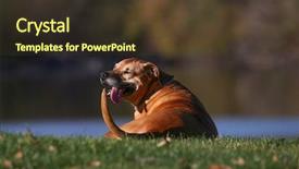  Presentation with dog park animal jack - Beautiful theme featuring happy excited dog sitting up backdrop and a  colored foreground