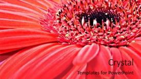  Presentation with gerbera daisy - Cool new presentation design with happy flowers - close up abstract of one backdrop and a  colored foreground