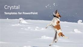  Presentation with snowball - Amazing PPT theme having happy fox terrier playing in snow in the mountains trying to catch a snowball - winter fun with pet backdrop and a gray colored foreground