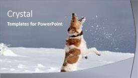  Presentation with snowball - Colorful slide set enhanced with happy fox terrier playing in snow in the mountains trying to catch a snowball - winter fun with pet backdrop and a gray colored foreground