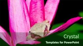  Presentation with pond - Cool new slides with happy frog in a pond backdrop and a forest green colored foreground