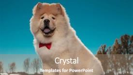  Presentation with super hero dog red - Slides consisting of happy furry little chow chow background and a coral colored foreground